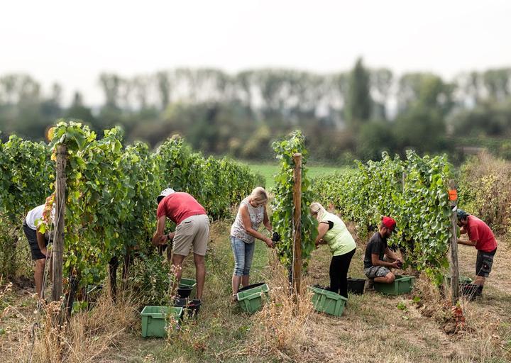 Weingut Im Weinegg